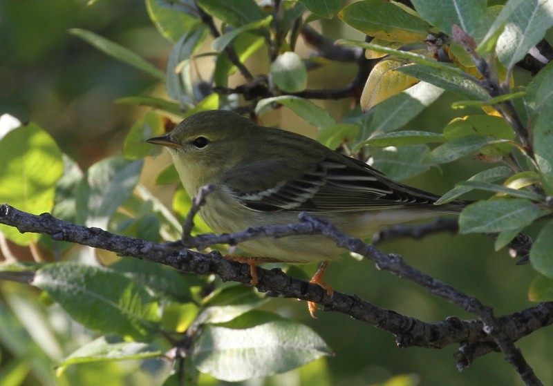 Blackpoll Warbler - ML20613171