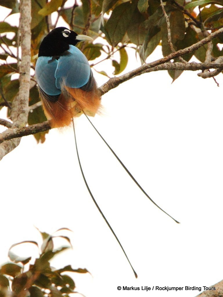 Blue Bird-of-Paradise - ML206131771