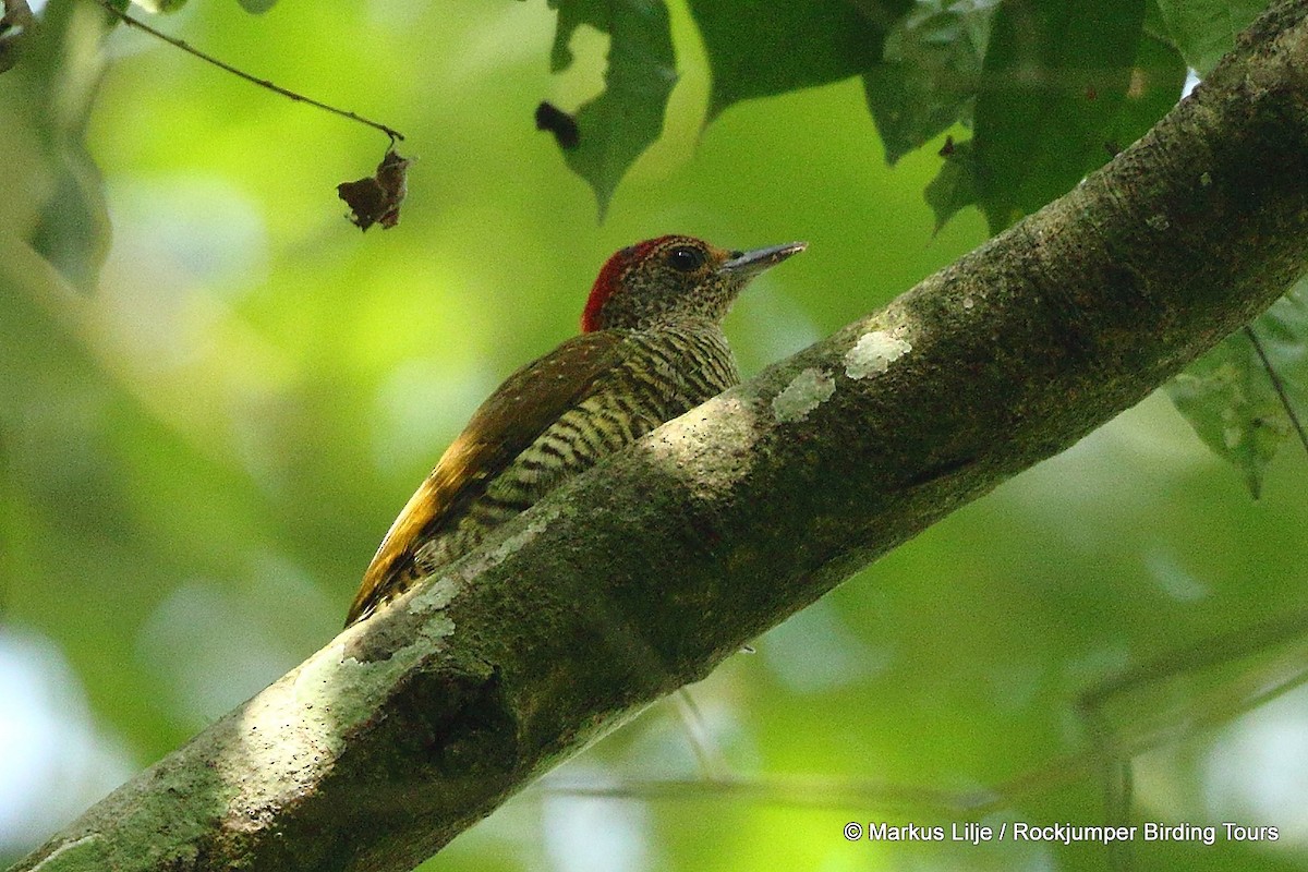 Green-backed Woodpecker (Little Green) - Markus Lilje