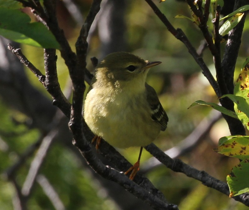 Blackpoll Warbler - ML20613191