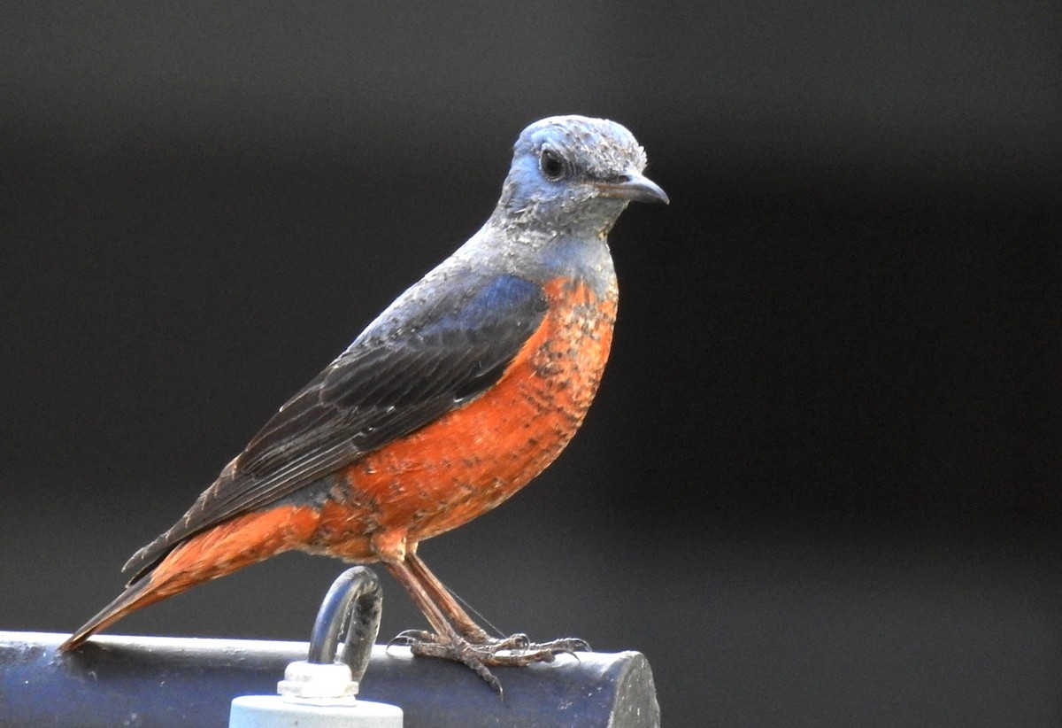 Rufous-tailed Rock-Thrush - ML206132101