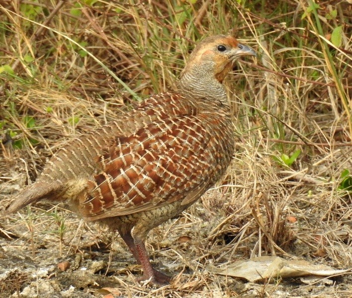 Gray Francolin - Athula Edirisinghe