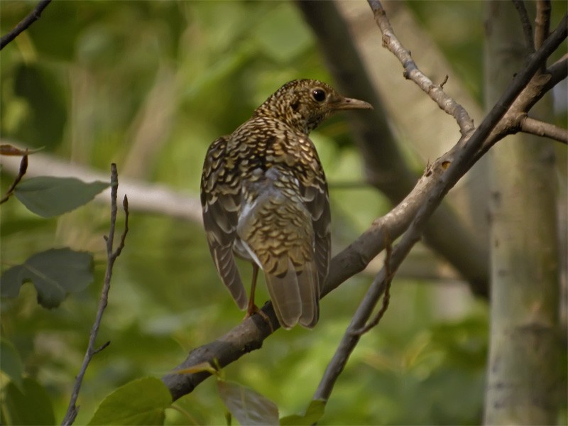 White's Thrush - Mark Andrews