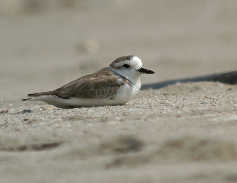 White-faced Plover - ML206133111