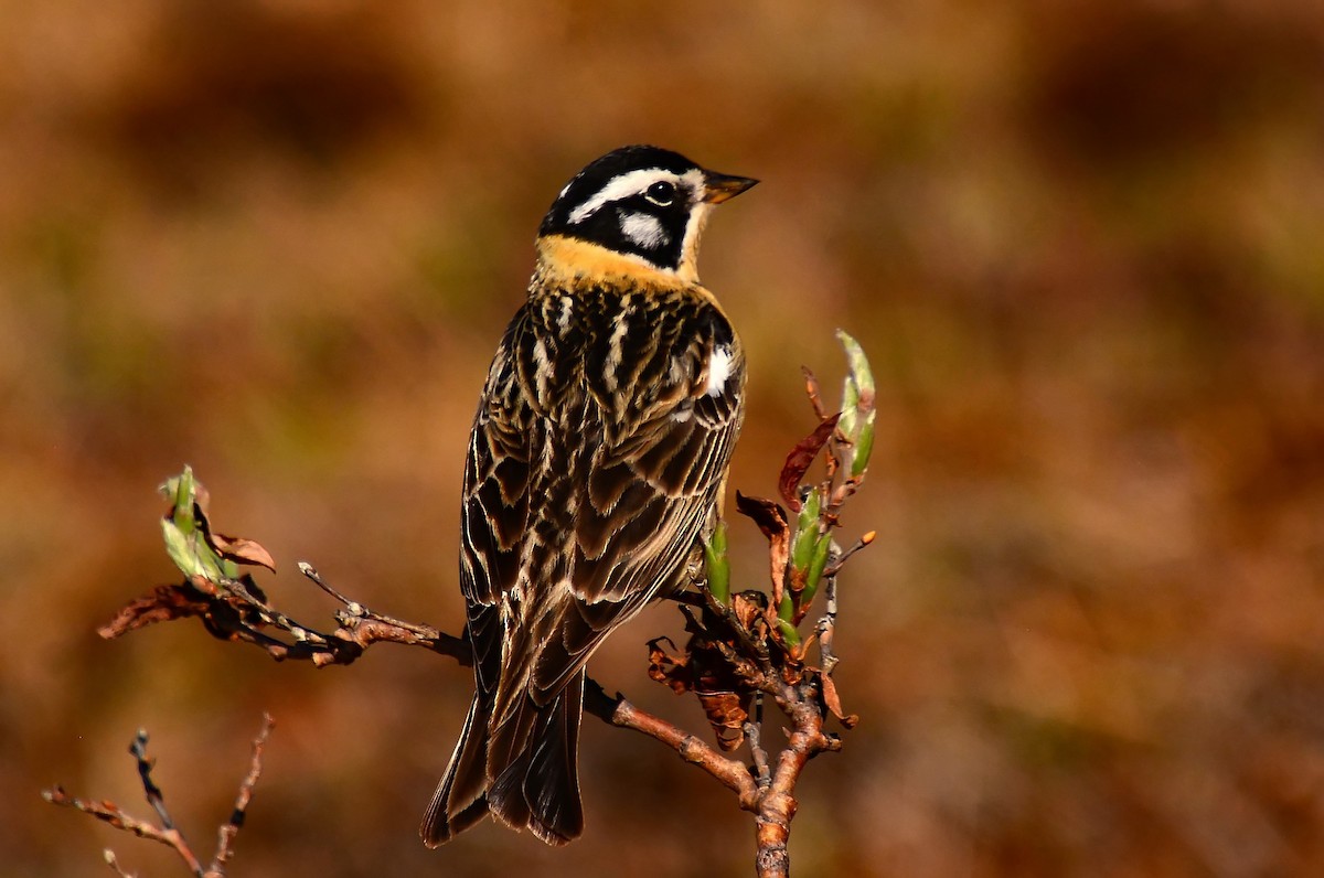 Smith's Longspur - ML206133291