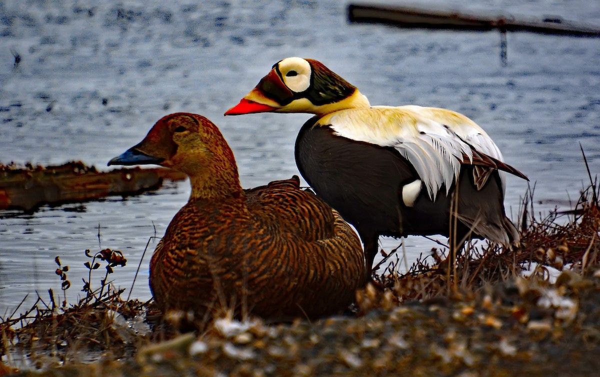 Spectacled Eider - ML206133361