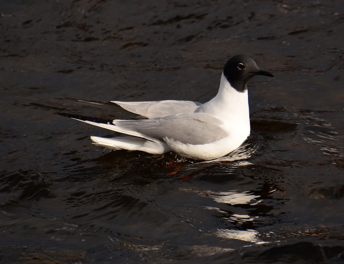 Bonaparte's Gull - Mike Ross