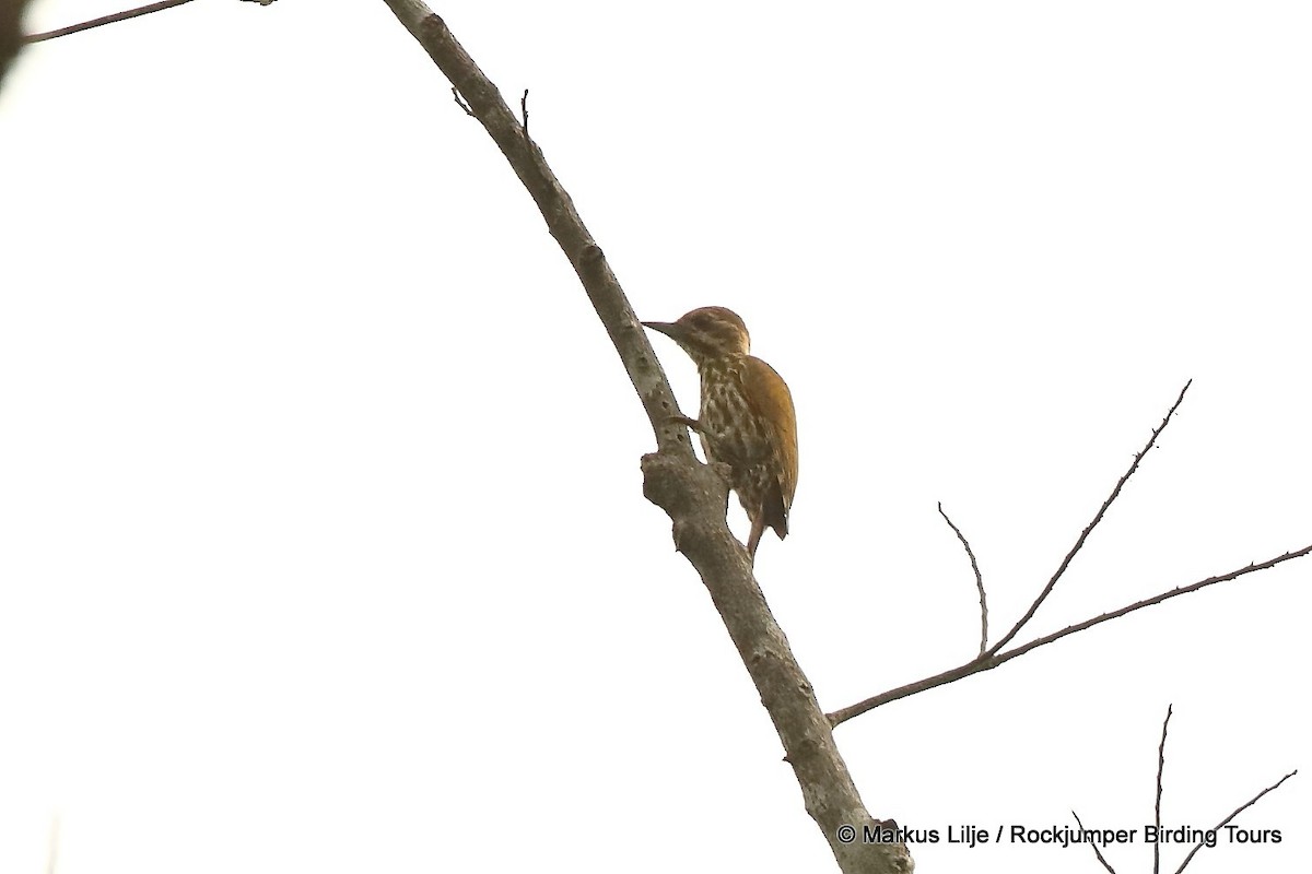 Melancholy Woodpecker - Markus Lilje
