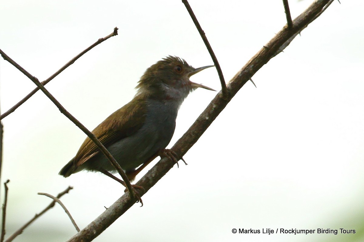 Camaróptera Dorsiverde (dorsiverde) - ML206133731