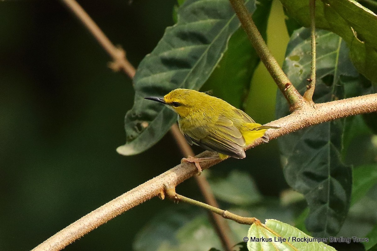 Yellow-browed Camaroptera - Markus Lilje