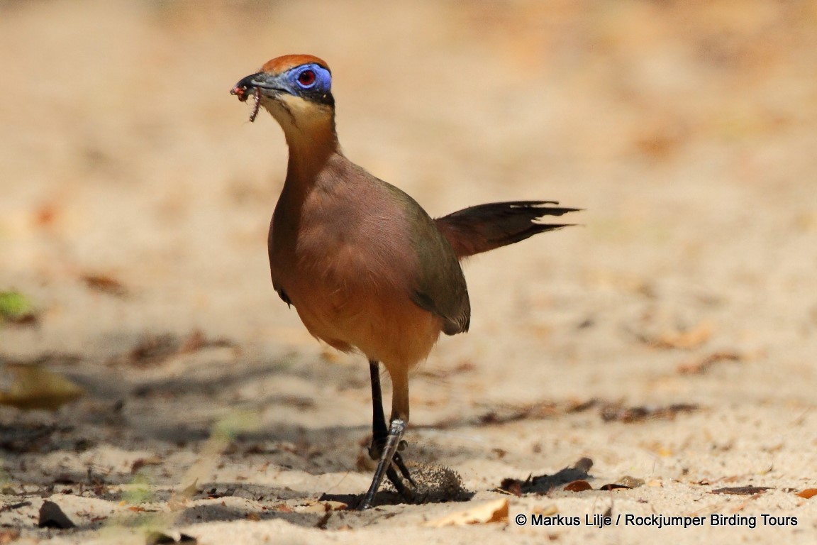 Red-capped Coua (Red-capped) - Markus Lilje