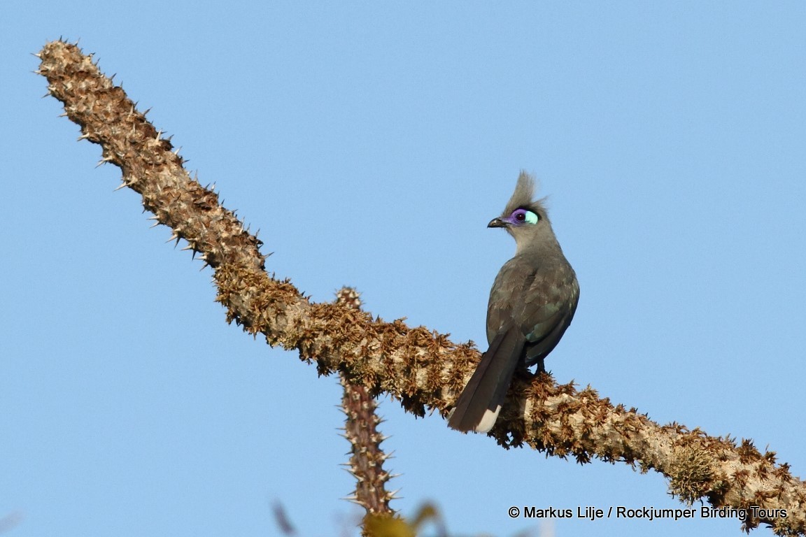 Crested Coua (Chestnut-vented) - ML206133791