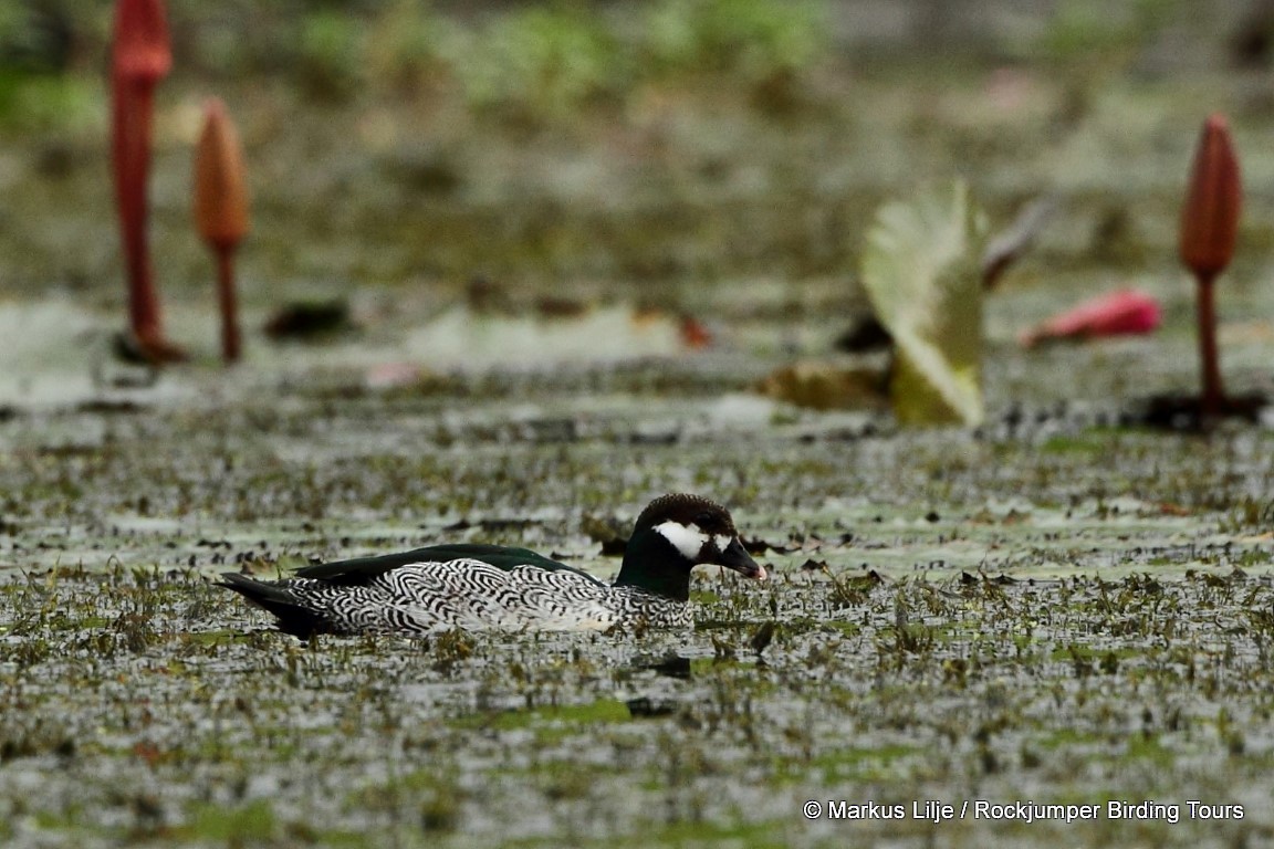 Green Pygmy-Goose - ML206133851