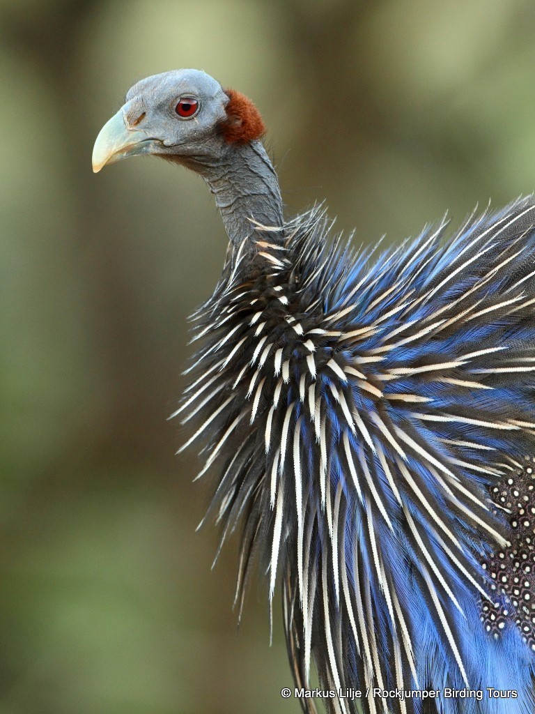 Vulturine Guineafowl - ML206133891