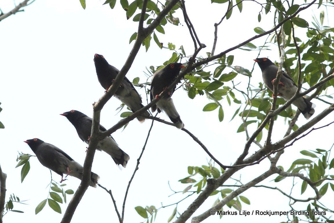 Angola Helmetshrike - Markus Lilje