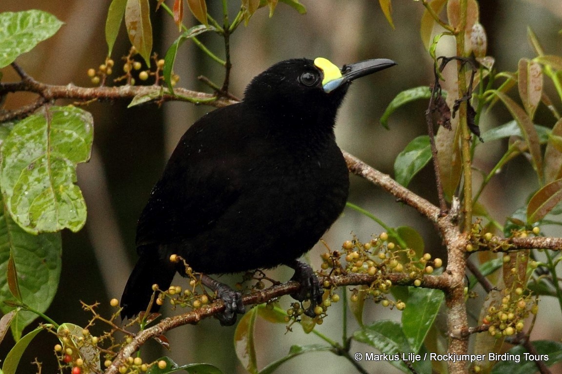Short-tailed Paradigalla - Markus Lilje