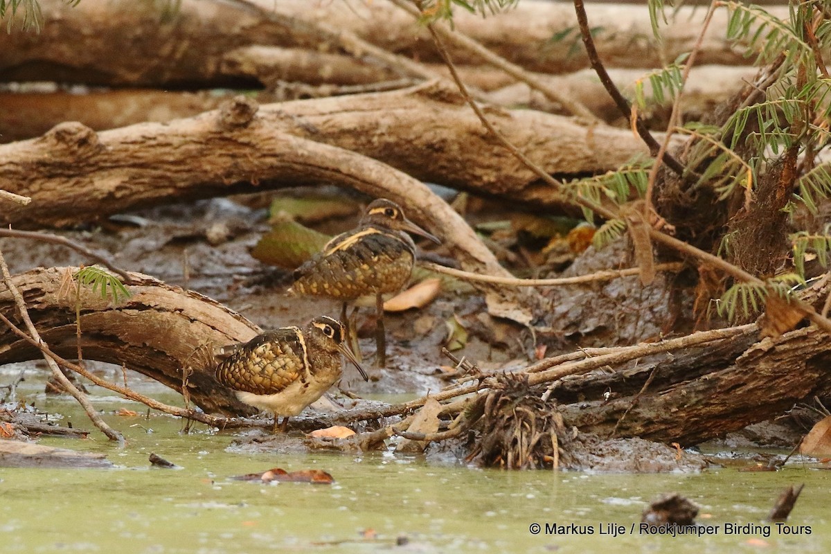 Greater Painted-Snipe - ML206134181