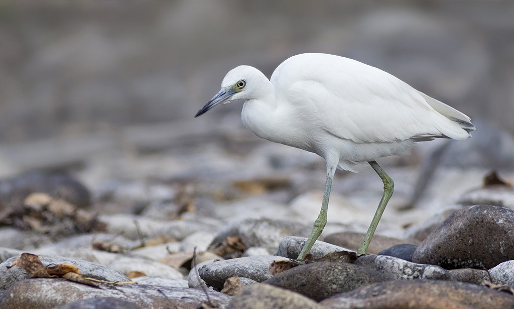 Little Blue Heron - Zak Pohlen