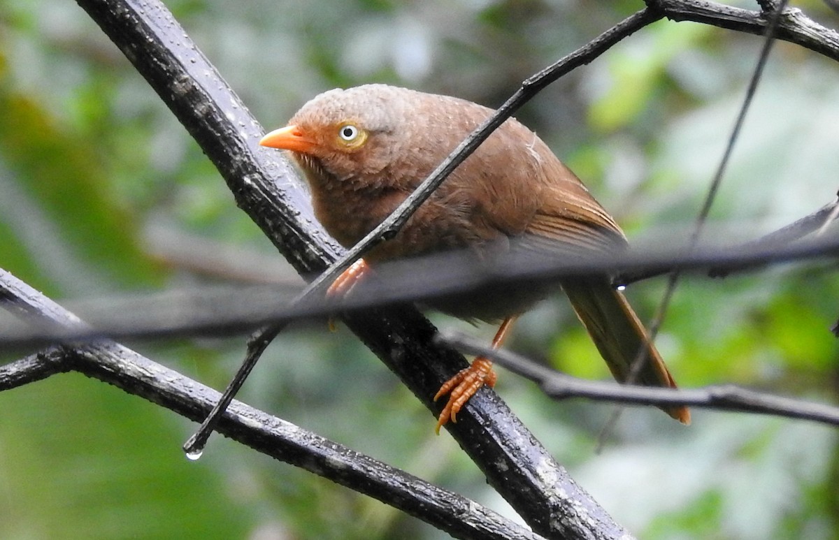 Orange-billed Babbler - ML206134391