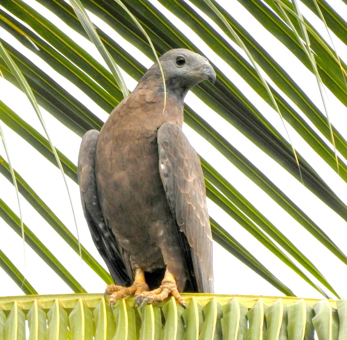 Oriental Honey-buzzard (Indomalayan) - ML206134521