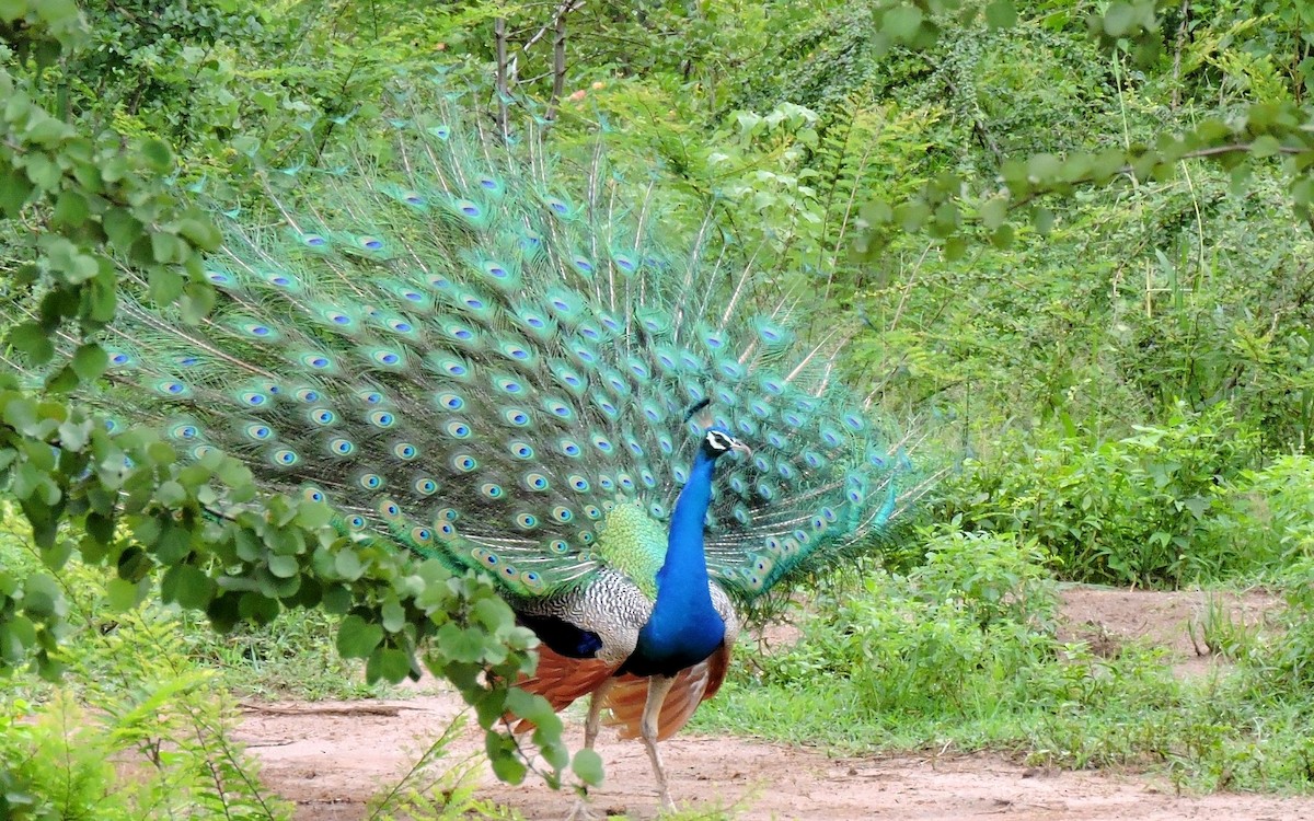 Indian Peafowl - ML206134811