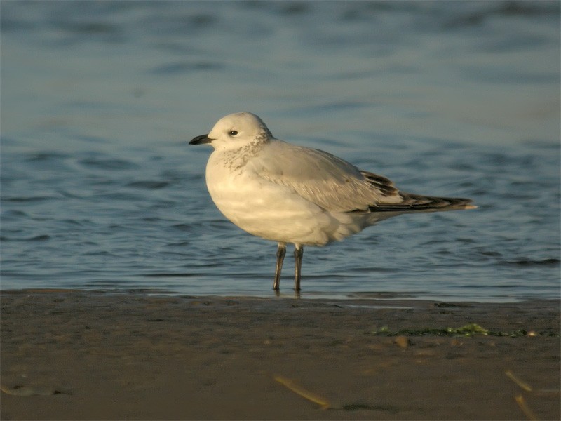 Relict Gull - Mark Andrews