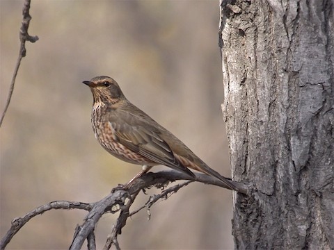 Dusky x Naumann's Thrush (hybrid) - Turdus eunomus x