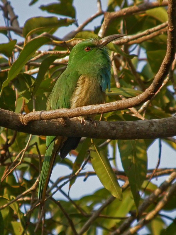 Blue-bearded Bee-eater - ML206135441