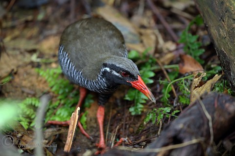 Photos - Okinawa Rail - Gallirallus okinawae - Birds of the World