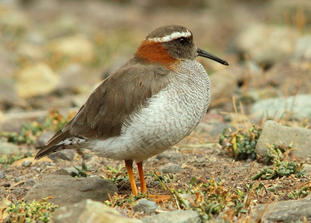 Diademed Sandpiper-Plover - ML206135831