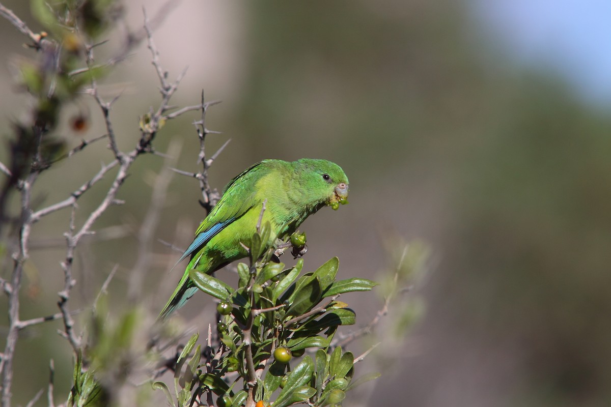 Mountain Parakeet - ML206135841