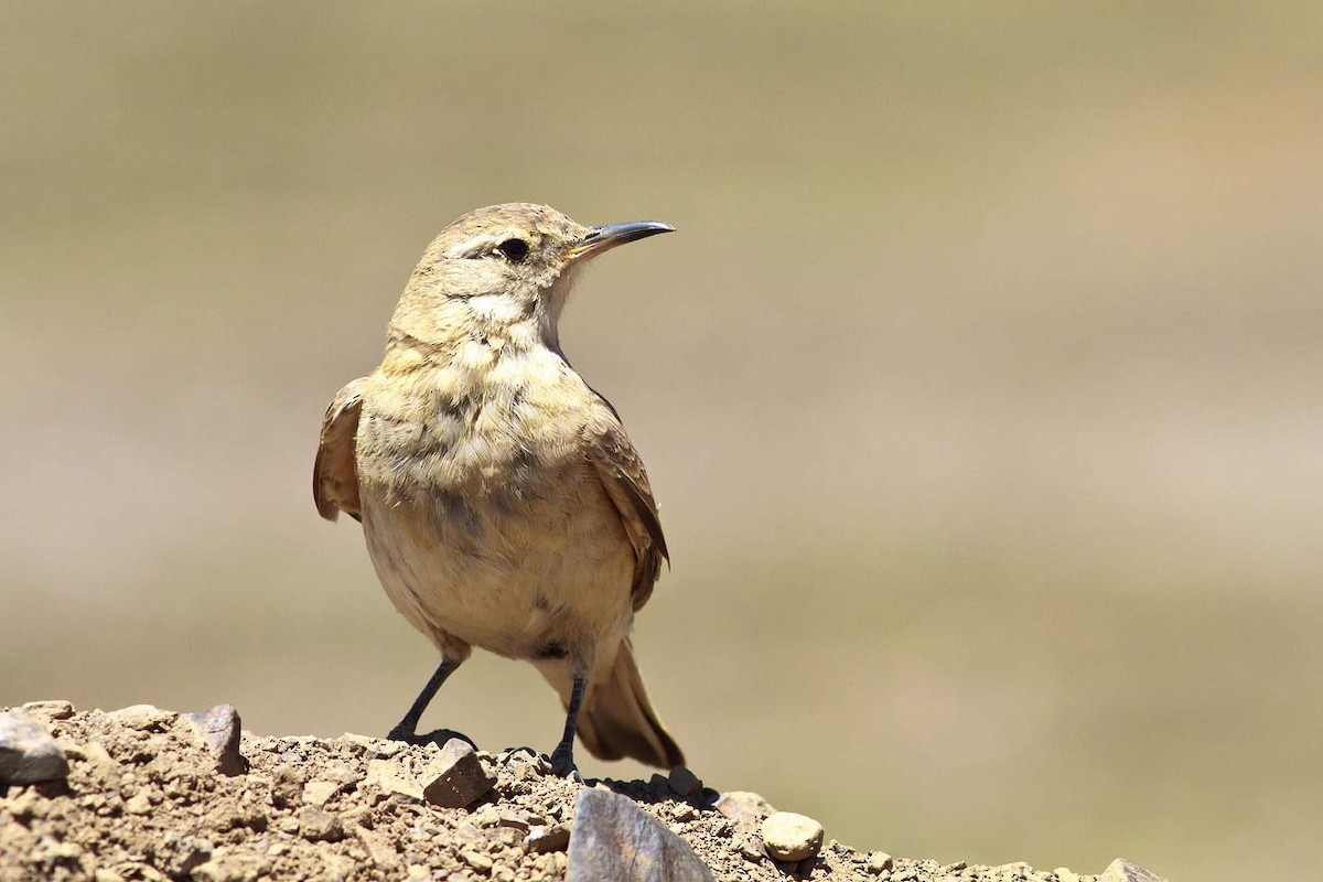 Creamy-rumped Miner - ML206135861