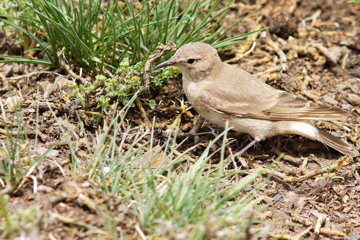Creamy-rumped Miner - ML206135871