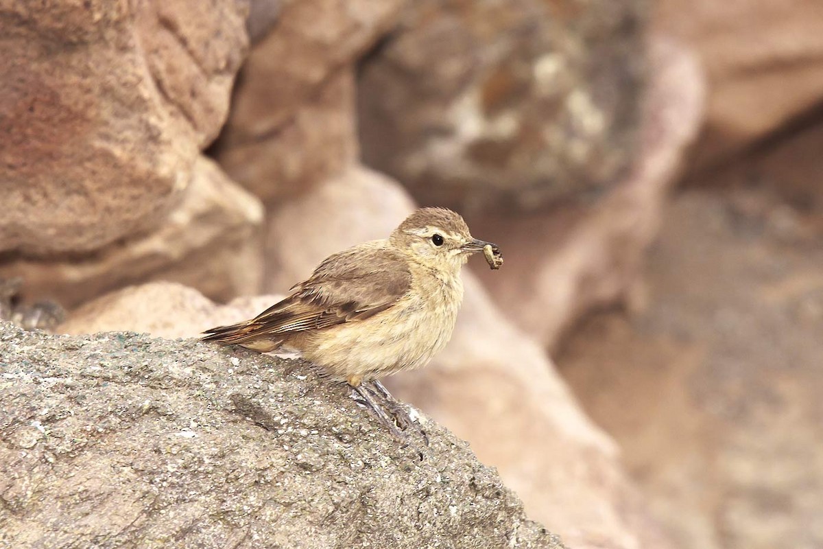 アカバネジカマドドリ - ML206135881