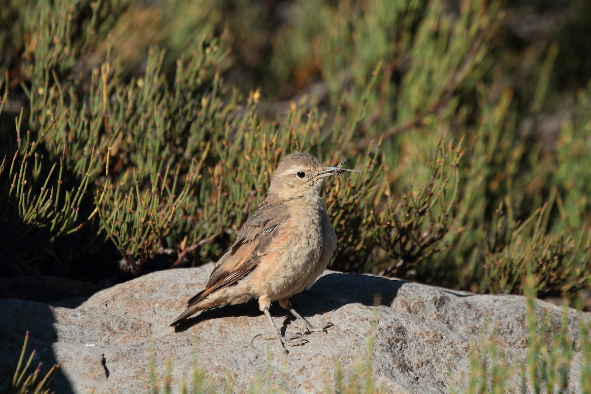 Rufous-banded Miner - ML206135891
