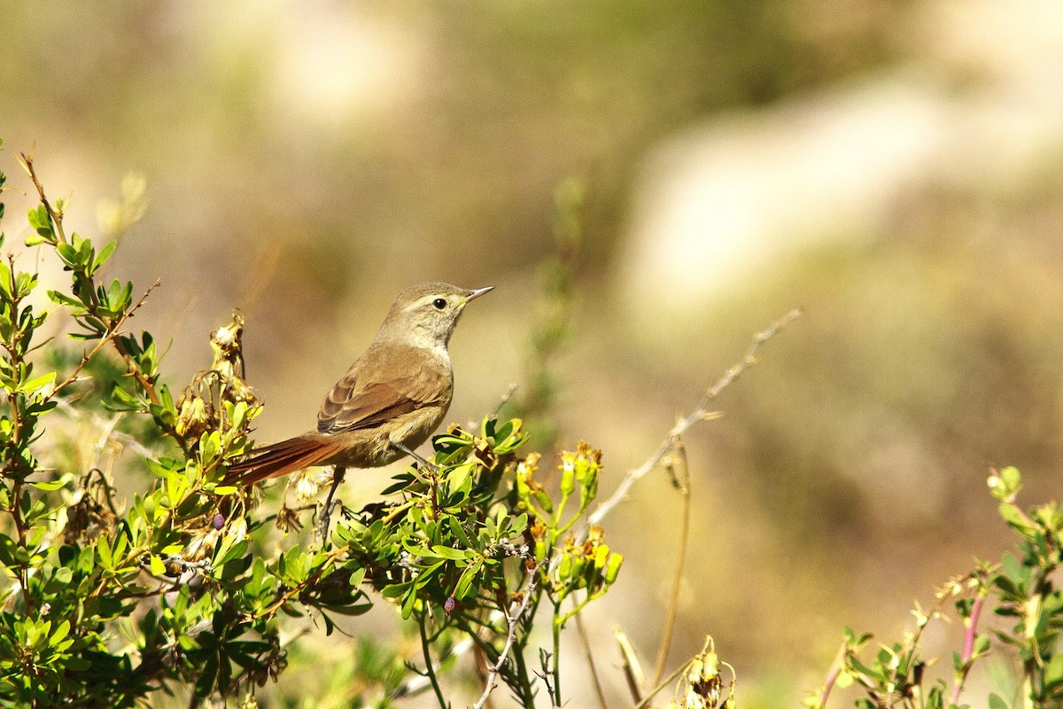 Sharp-billed Canastero - ML206135901