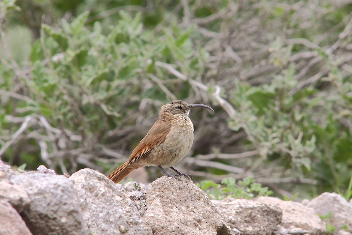 White-throated Earthcreeper - ML206135911