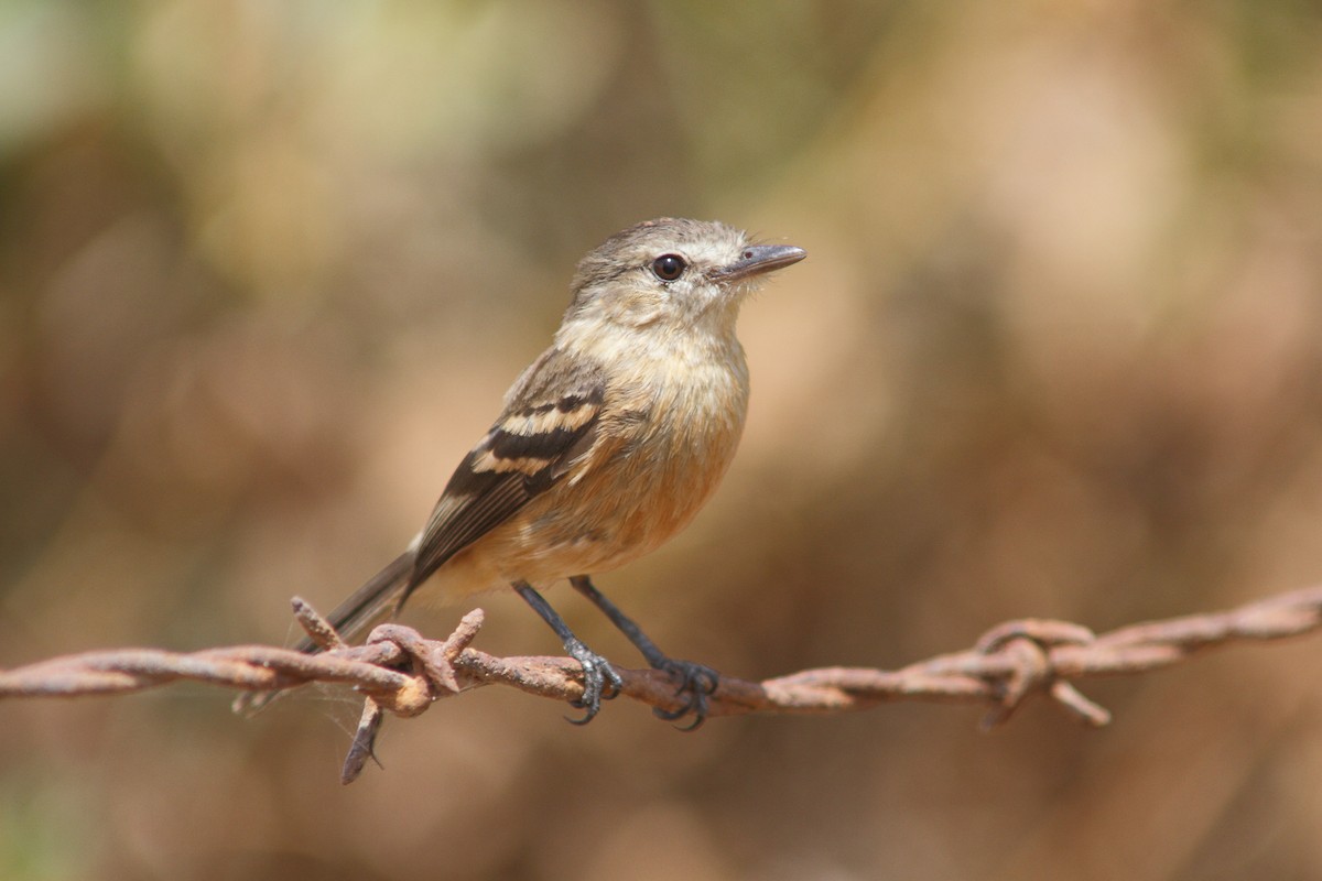 Rufescent Flycatcher - Gonzalo Gonzalez