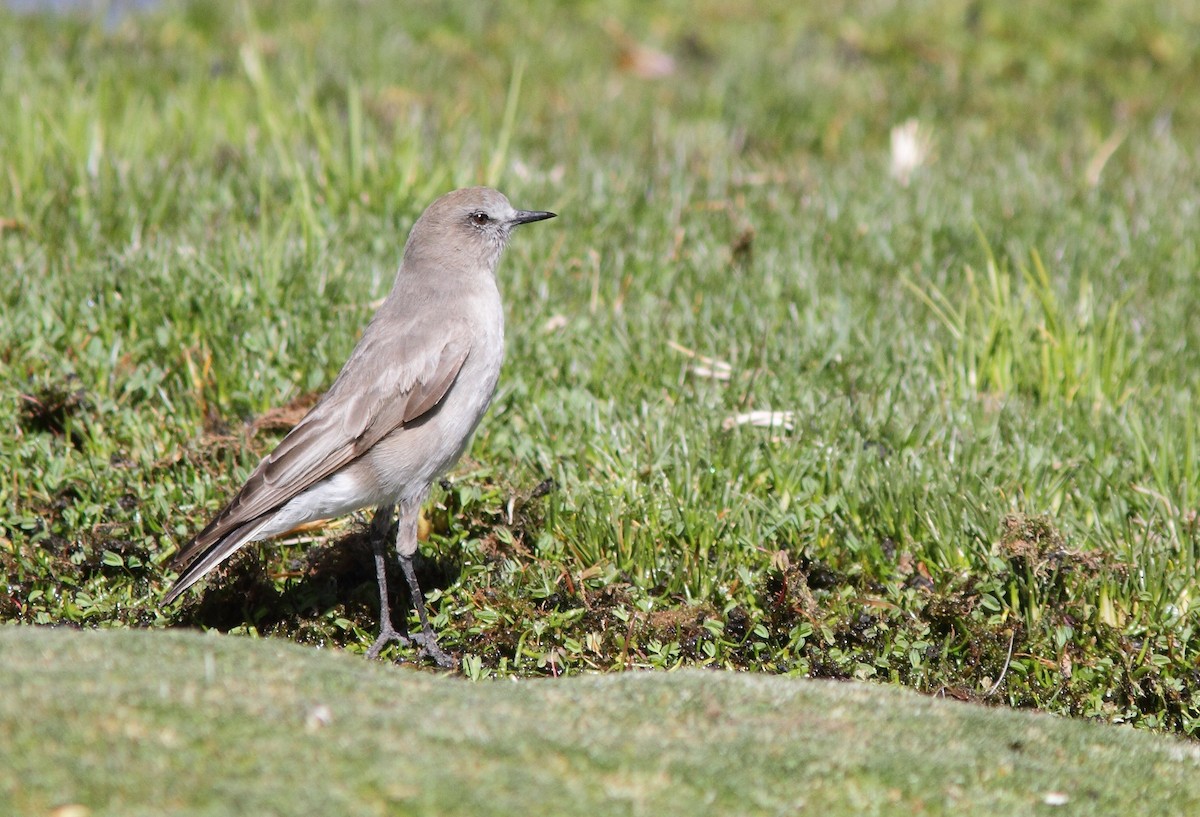 White-fronted Ground-Tyrant - Gonzalo Gonzalez