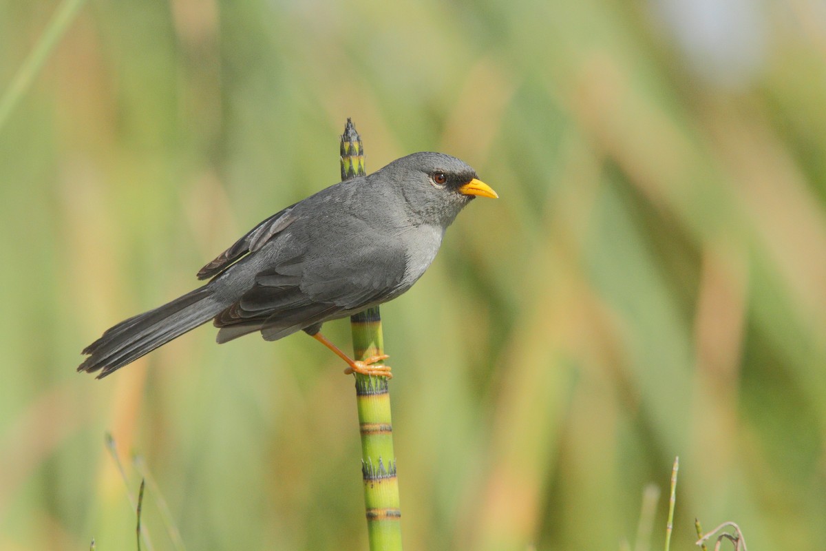 Slender-billed Finch - ML206135941
