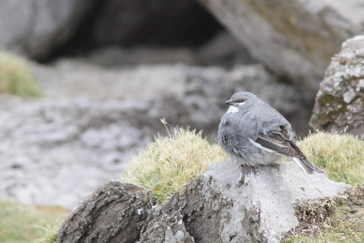 Glacier Finch - ML206135951