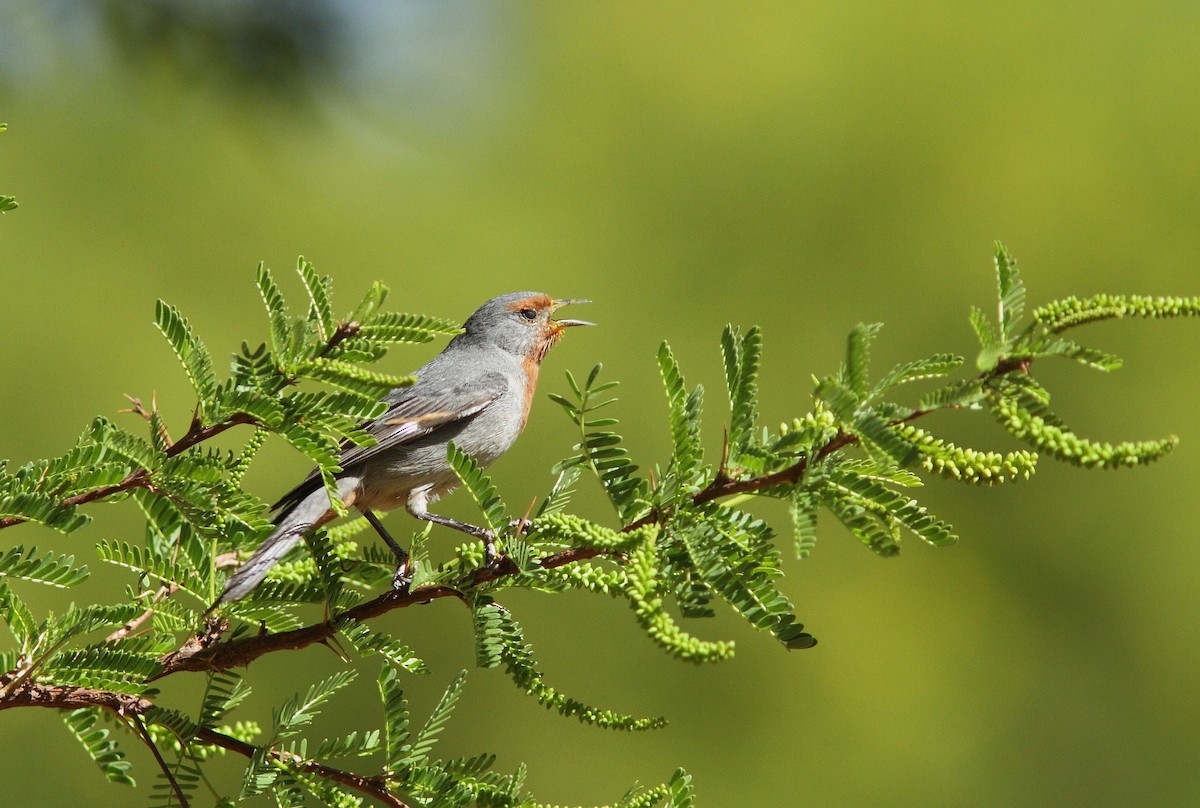 Tamarugo Conebill - ML206135961