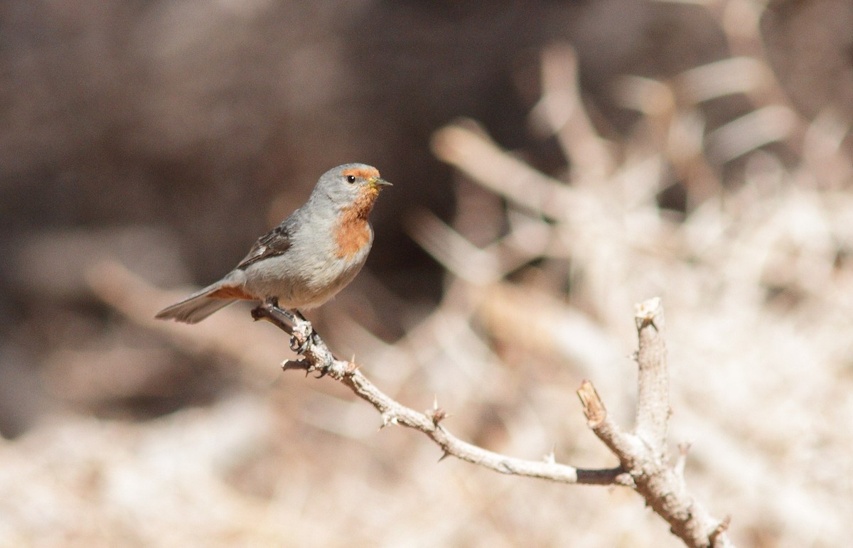 Tamarugo Conebill - ML206135971