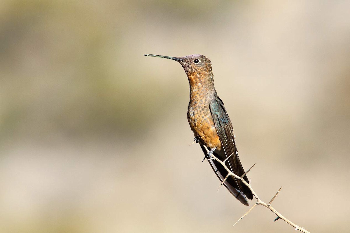 Colibrí Gigante - ML206135981