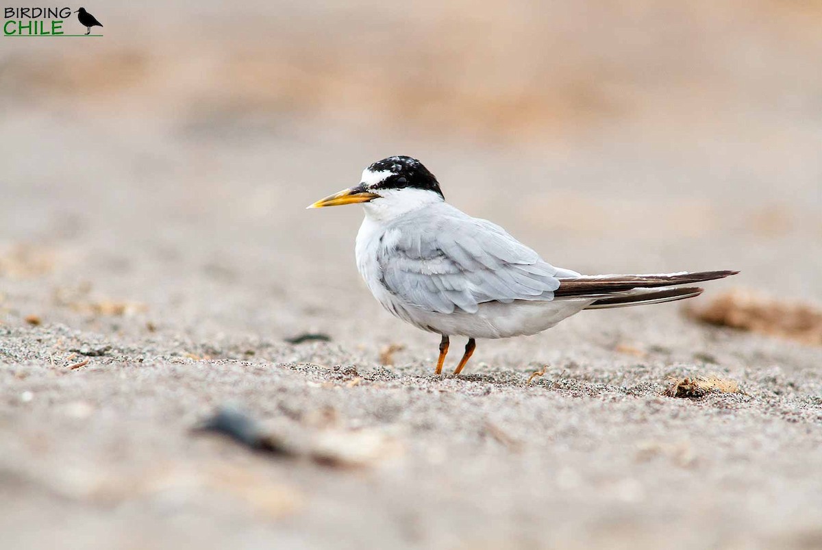 Least Tern - ML206135991