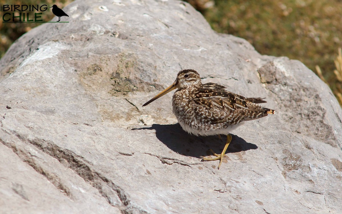 Puna Snipe - ML206136001