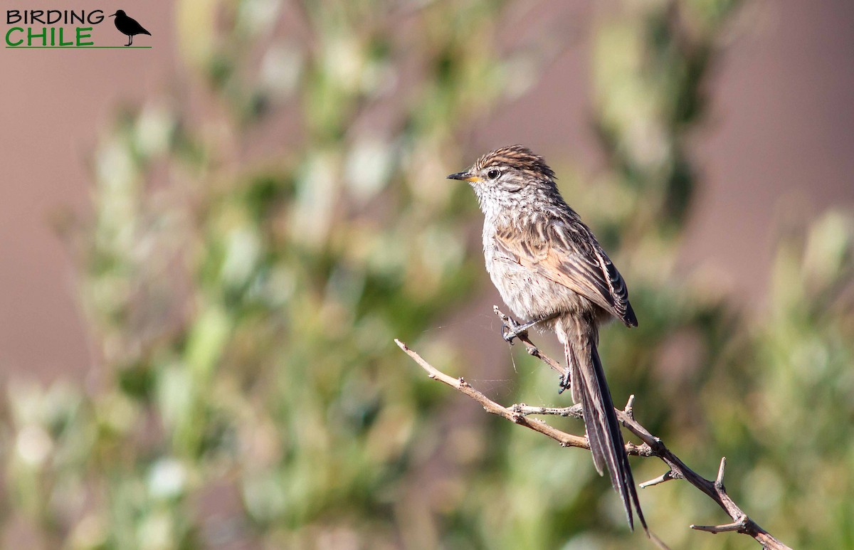 Streaked Tit-Spinetail - ML206136011
