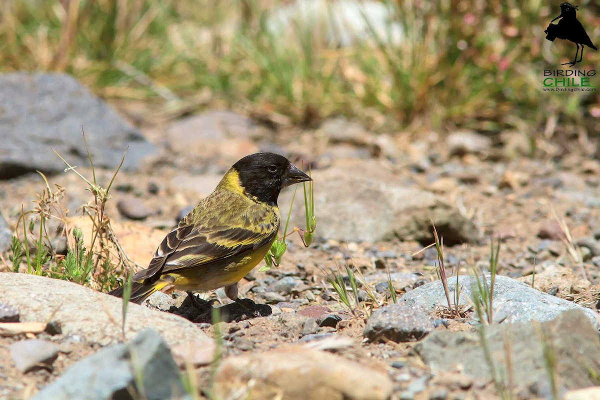 Thick-billed Siskin - ML206136051