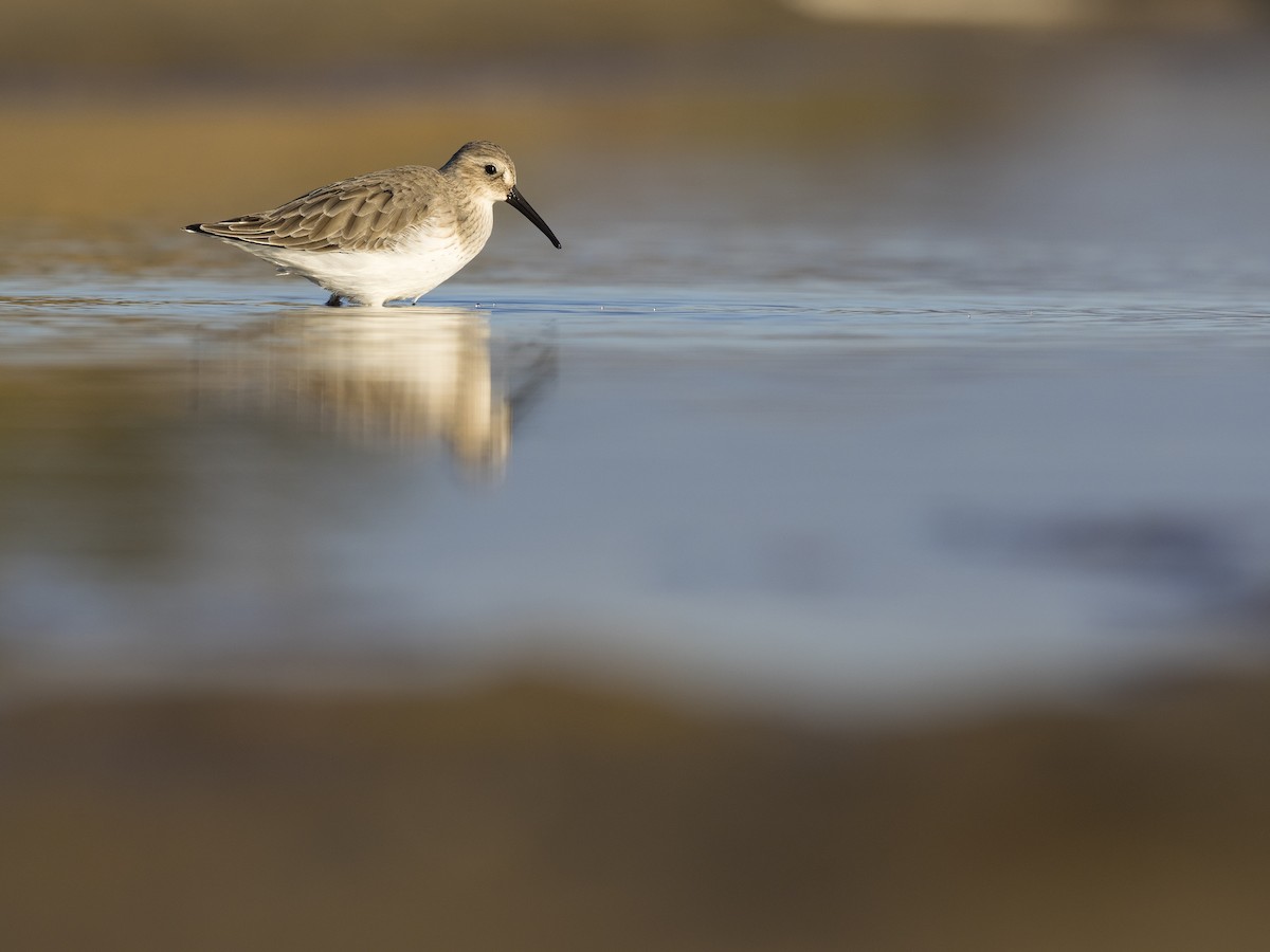 Dunlin - ML206136061