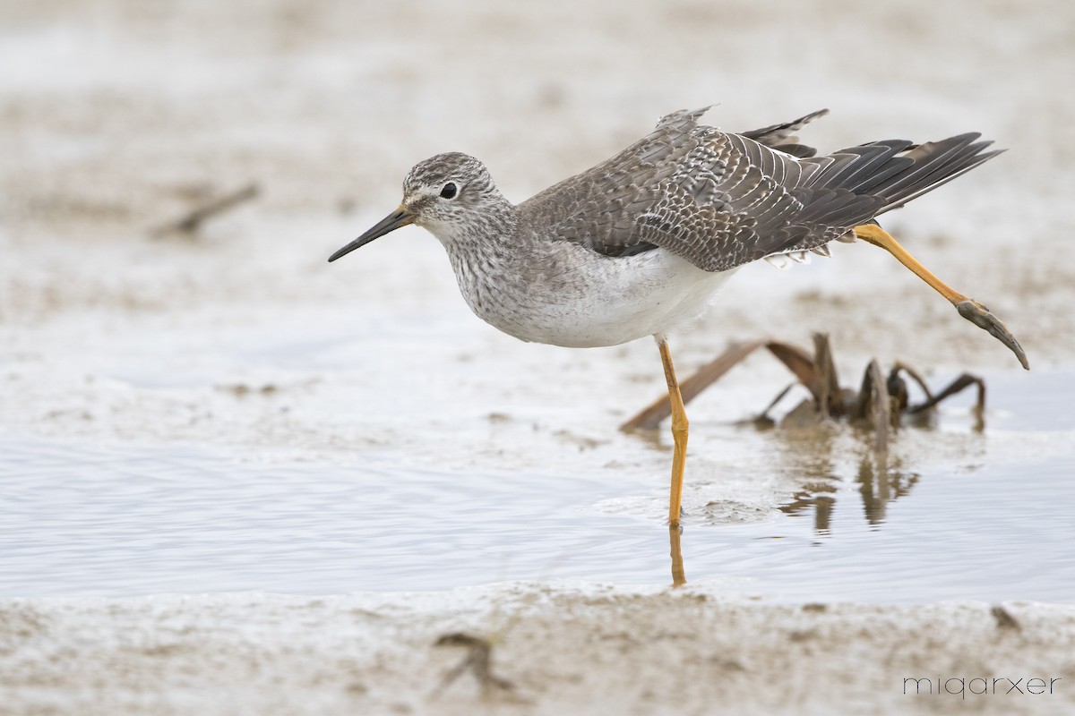 Lesser Yellowlegs - ML206136101